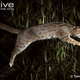 Illustration for article titled Caturday - Prionailurus rubiginosus Edition
